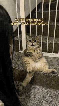 刷到这个视频真是又好笑又暖心。主人出门太着急，没留意胖狸花猫悄悄跟了出来，关门之