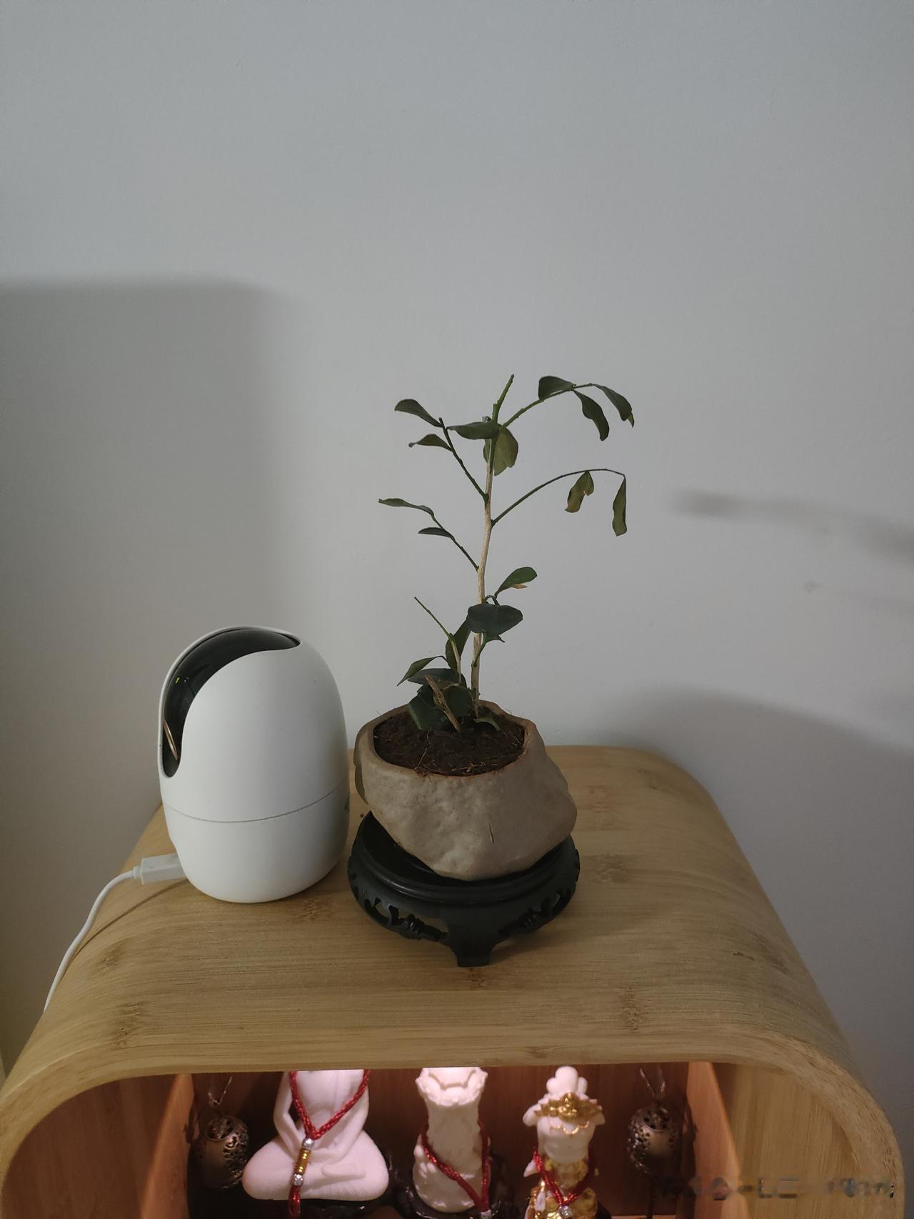 刚买没几天的小植物，凋谢的这么快，这个要怎么办，有人教教我吗？生活里的小植物小