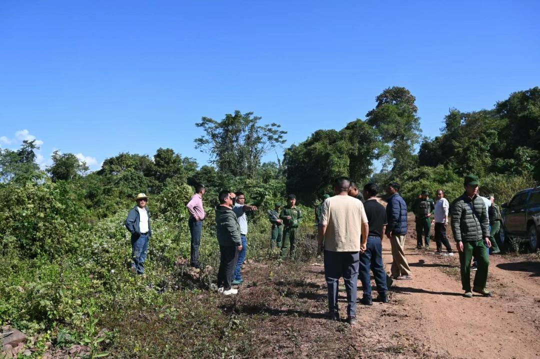 缅北木邦县的土地，确实挺肥沃的，可以种植水稻、玉米、香蕉、甘蔗等热带和亚热带作物