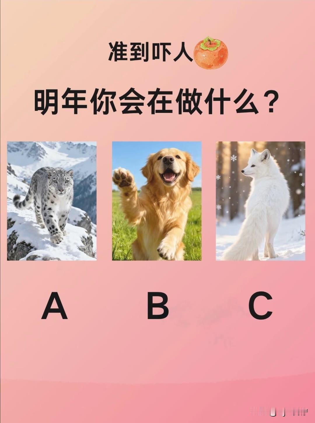 明年你会在做什么?