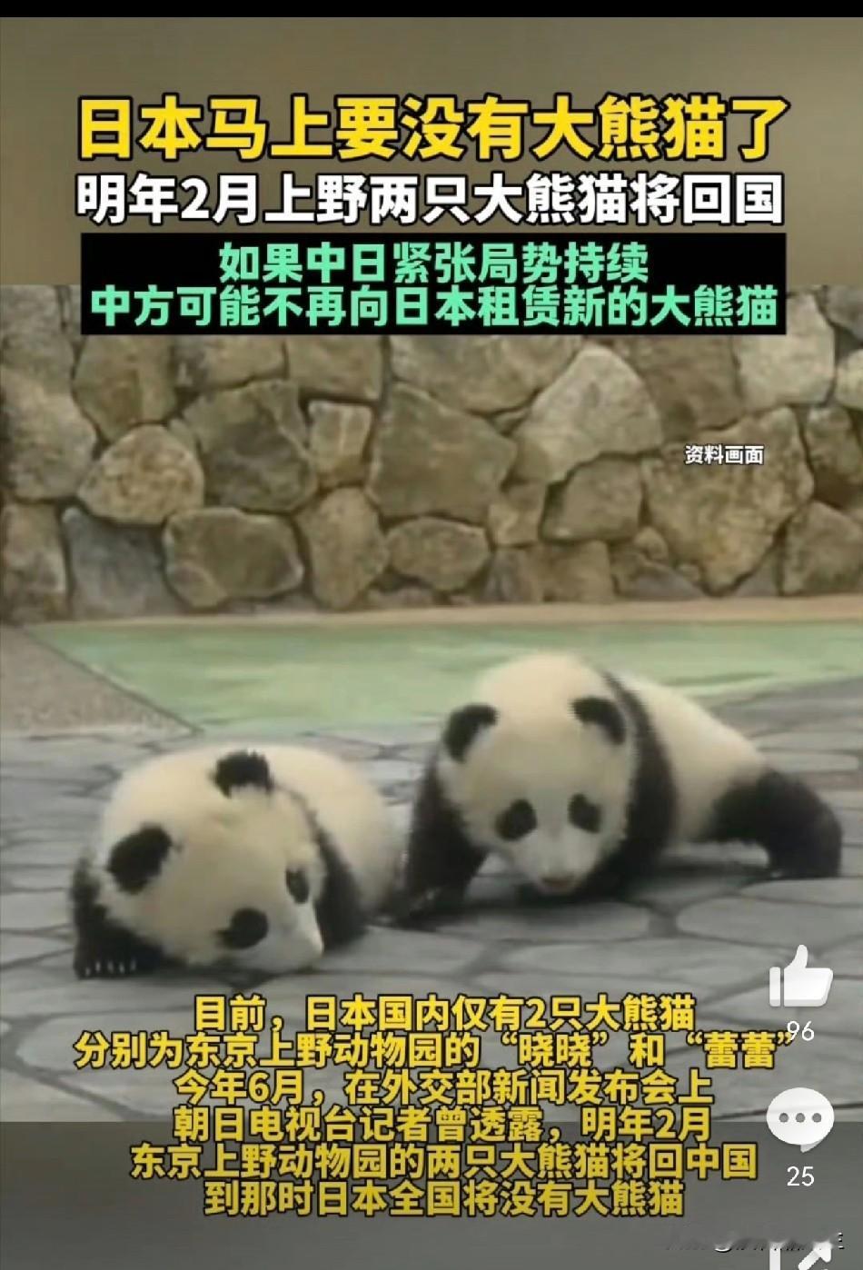 日本熊猫要清零了，最喜欢大熊猫的日本国民可能要无熊猫可看了。现在日本国内只有
