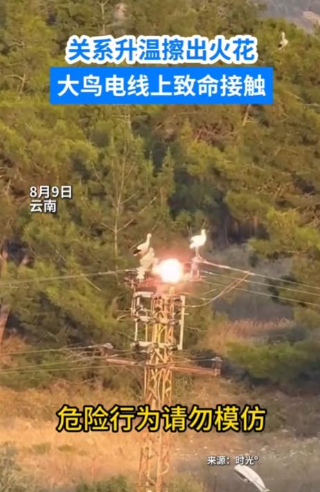 云南这一幕真的太突然了！完全颠覆认知！ 5只白鹭吃饱喝足，扎堆停在高压线上闭