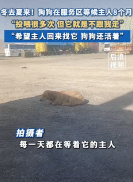 泪目了！新疆精河县，一男子得知狗狗在服务区等待主人8个月，投喂多次，却不愿意被男