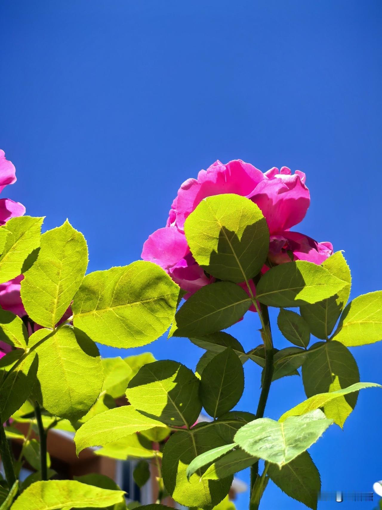 表哥和表嫂离婚了，给了表嫂20万分手费，表哥会离婚离不开大姑妈挑刺儿，大姑