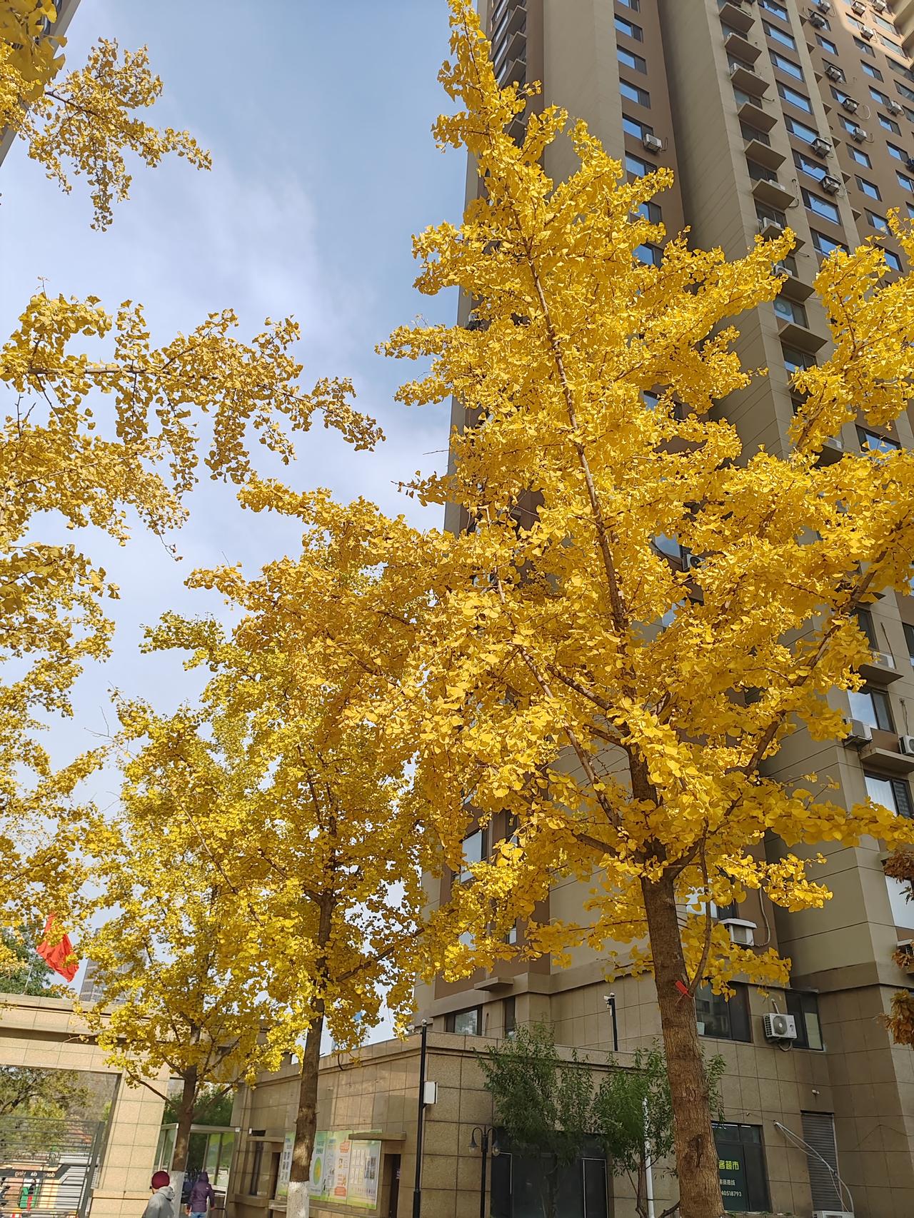 昨天和朋友吃饭聊起社保的话题她已经交了15年职工社保还差5年才能达到最低缴