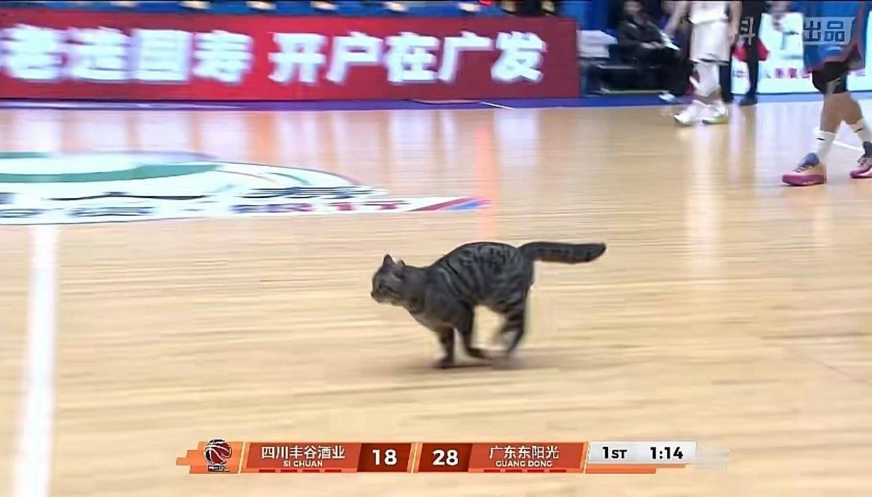 喵队的球，有几个喵星人观众再正常不过了。而且人家说不定还是球馆的管理人员，少见多