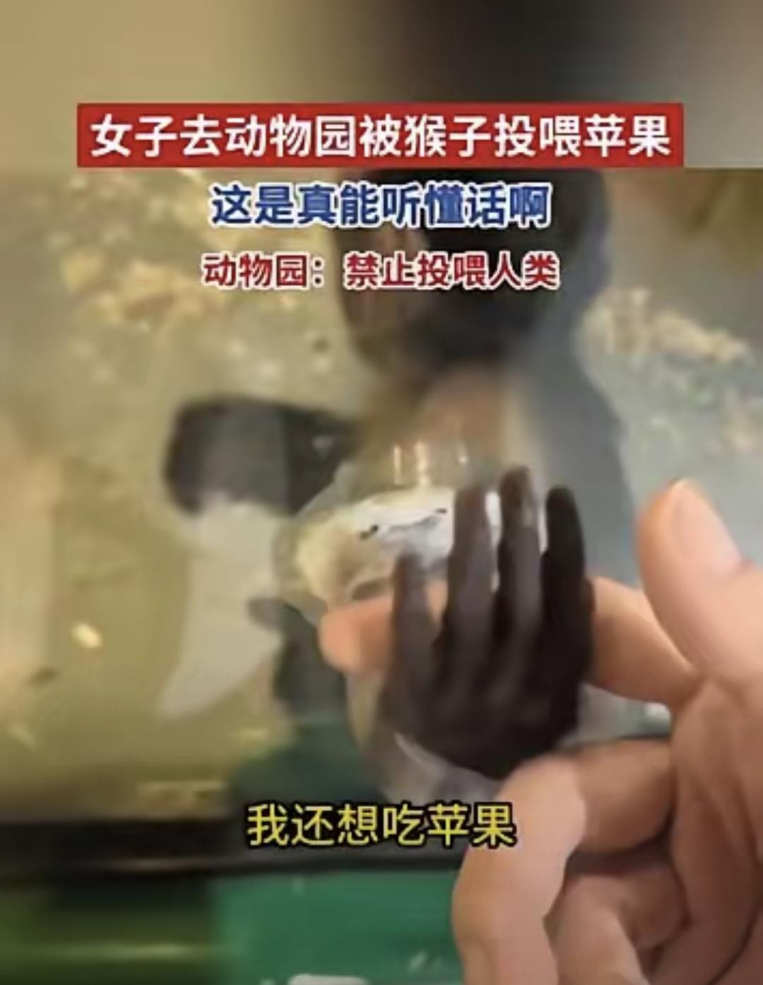 这事在内蒙古一个动物园里真发生了，有视频为证，不是剪辑也不是巧合。时间是今年3