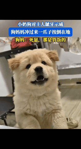 太搞笑了！小奶狗，对着主人呲牙咧嘴，狗妈来了，以为亲妈来救场，小奶狗连忙摇尾讨好