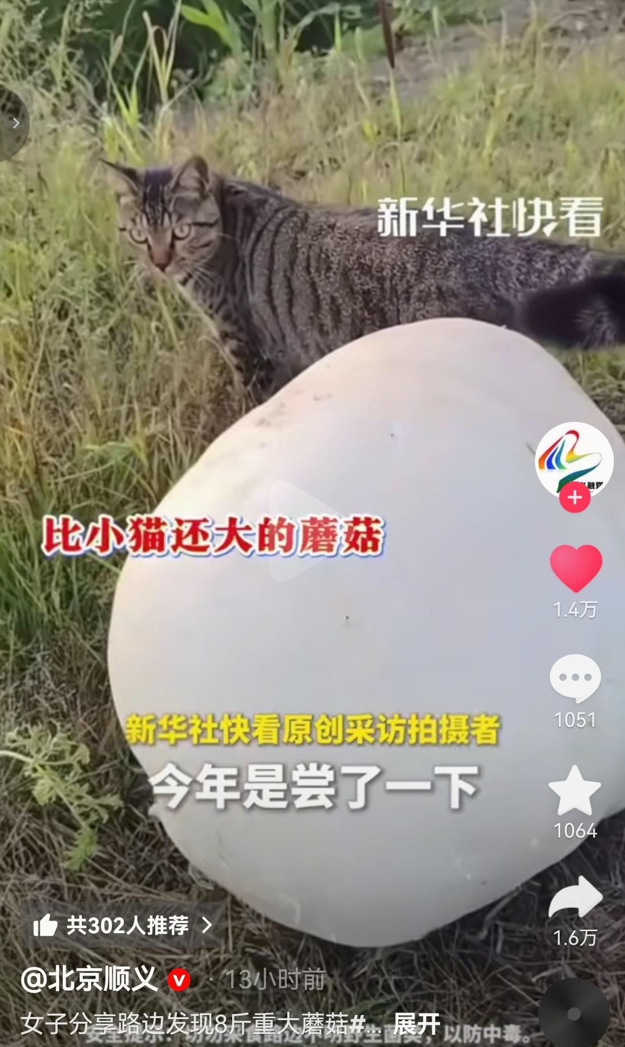 黑龙江齐齐哈尔，8月11日，张女士带着孩子在路边游玩，无意间在草丛里，发现了一个