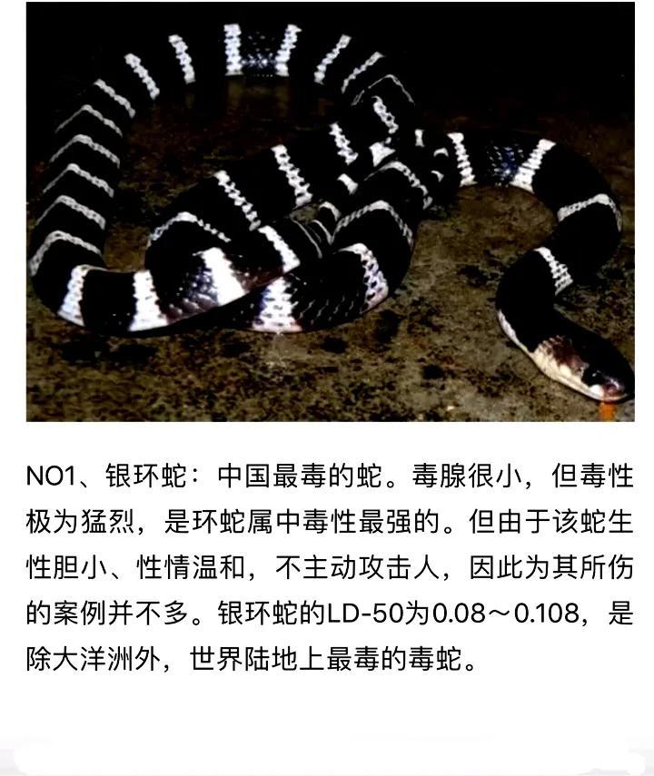 10种毒蛇介绍