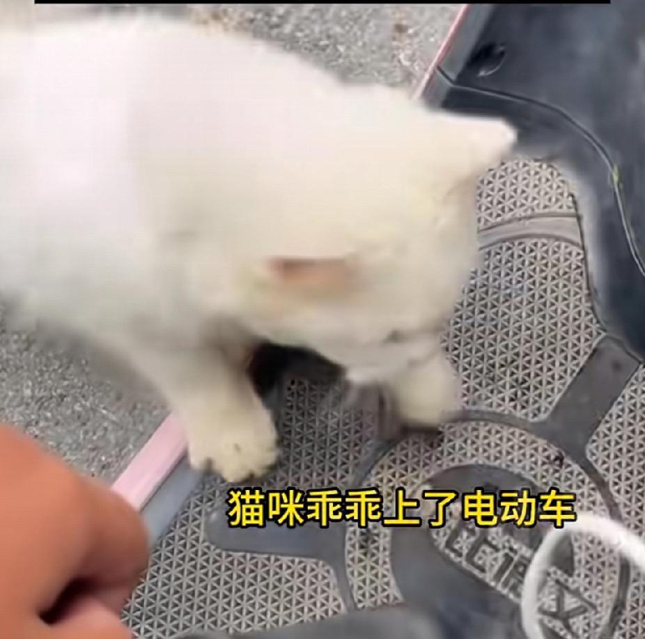 9月26日，江苏一女生在路上遇到一只白色猫咪追了自己几百米，还一直“喵喵喵”地叫
