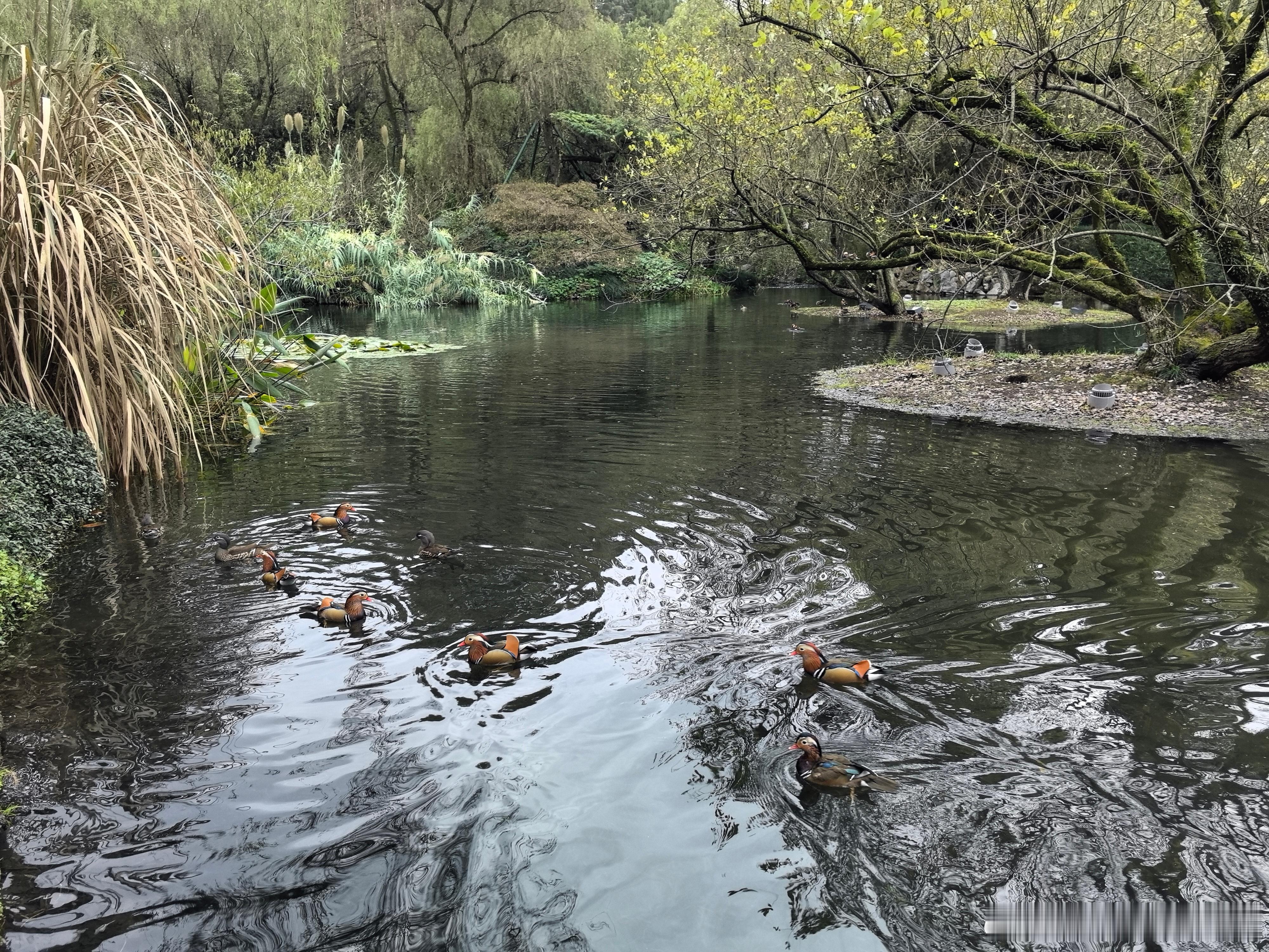 懂事的人，总是在不成熟的年纪相遇懂得珍惜的人，往往错过了最该珍惜的人晚安🌙