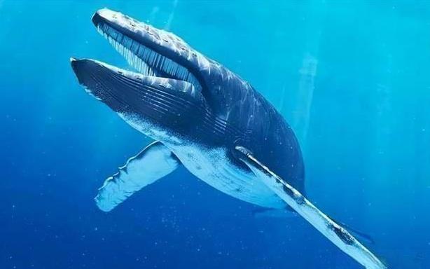 被鲸鱼吃了还有生存的可能吗？1891年，人们捕捉到一头鲸鱼，发现鱼肚里竟然有一个