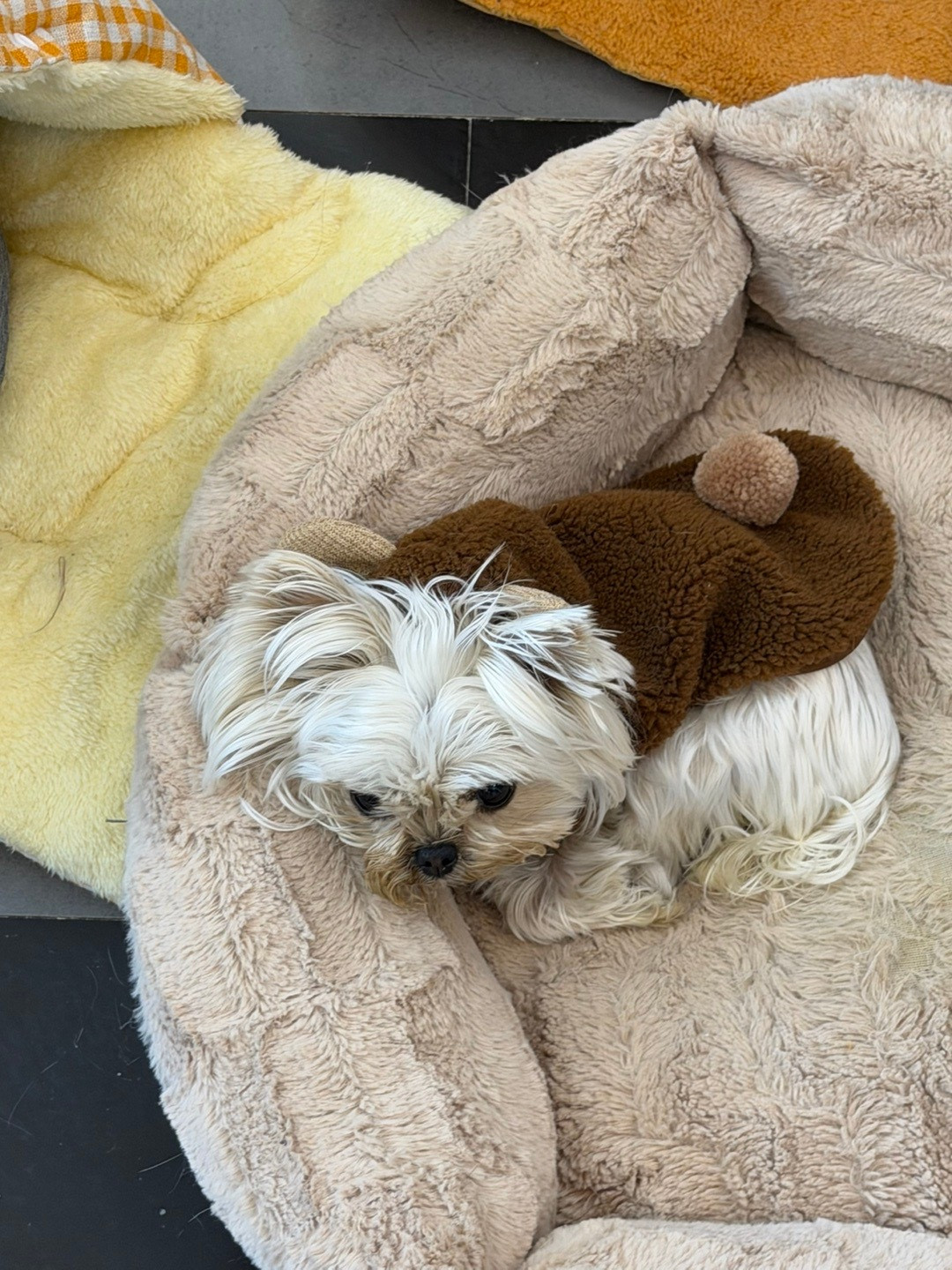 最近真的是猪瘾犯了天天吃不歇带妈妈出去玩几天回来我要啃馒头了