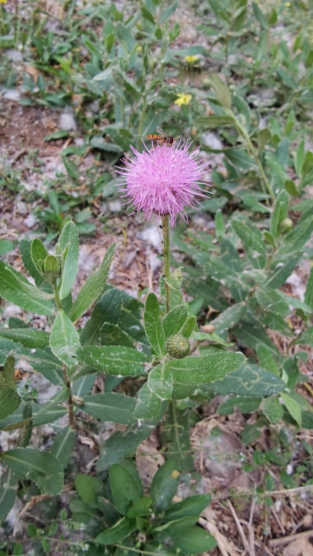 拍拍野花野菜小昆虫