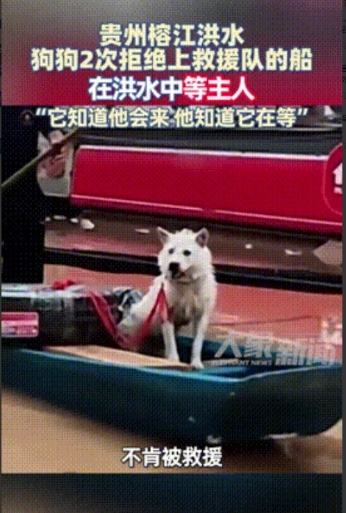 还吃得下狗肉吗？”贵州榕江洪水肆虐期间，一只小狗被救援队发现，谁料小狗不仅两次拒