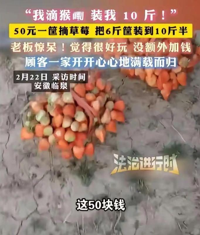 笑不活了！安徽妈妈带娃摘草莓，把老板看呆：50元篮子堆成小山，10斤暴击让网友吵
