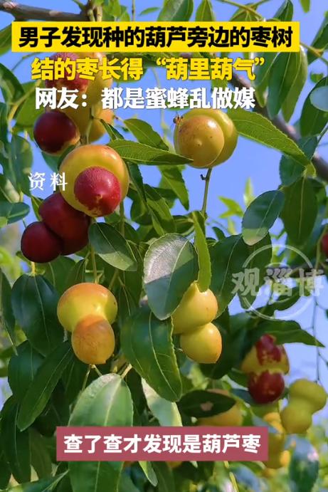 “解释不清了！”8月26日报道，山东一男子把葫芦种在了枣树的旁边，没想到，枣树结
