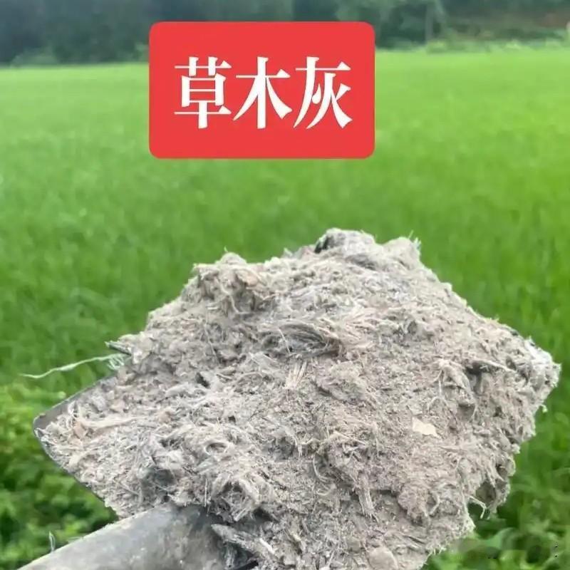 草木灰不是万能肥！这3种蔬菜撒了必烂根，50%的人种错吃亏草木灰