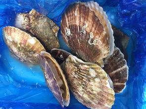 日本扇贝恢复对中国出口了。你还记不记得当年网上传的各种谣言，什么日本海水被污染