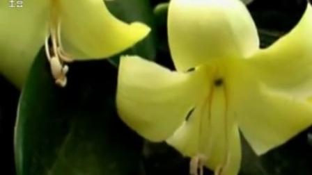 茉莉花 萨克斯演奏