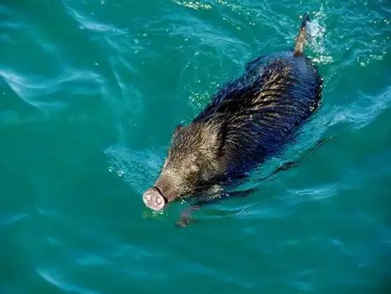 野猪从香港偷渡了[笑着哭]11月13日上午，多名钓友在深圳海边钓鱼，这时忽然有人