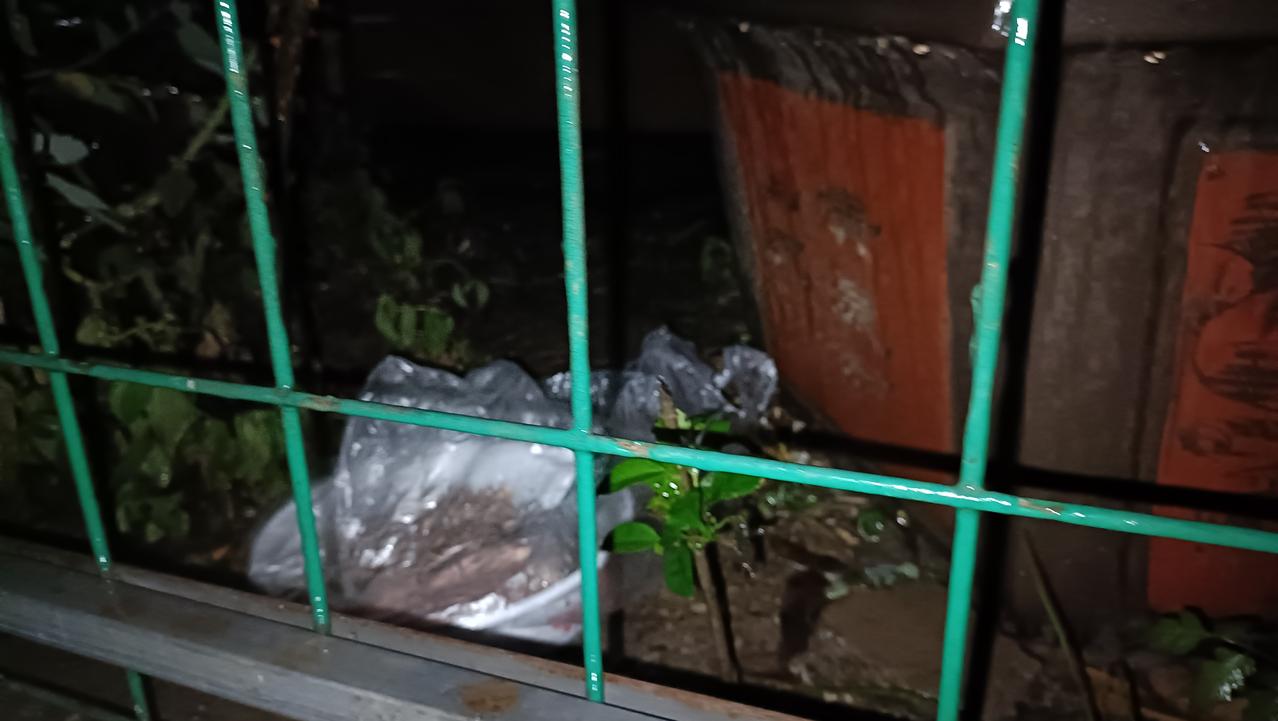 一直等不到雨停，只能冒雨去喂流浪猫。垃圾站投喂点的食物都用塑料袋套上了，但却没看