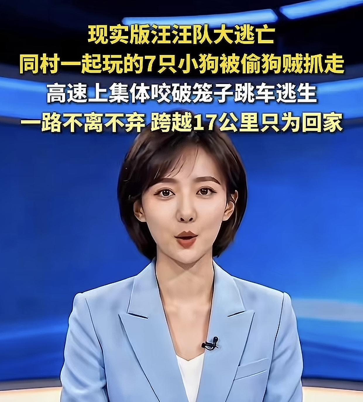 辟谣前：7只狗被偷奋力逃脱后结伴回家辟谣后：被偷是猜的逃跑是脑补的……吉林长