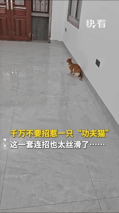 我的天爷嘞！这小橘猫怕不是从少林寺出来的吧！就这一下，借着墙“噌”地弹起来