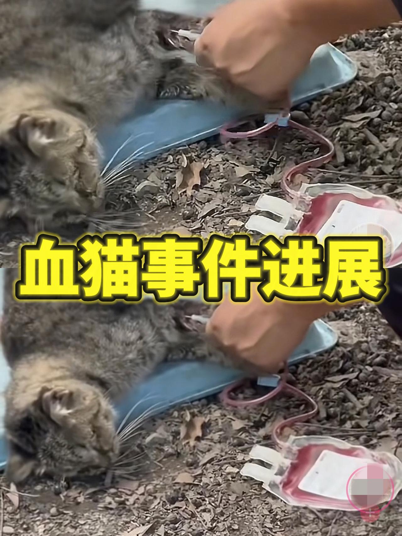 血猫事件有判例证据,广州某宠物医院实习员工被吩咐给猫狗抽血,公司起诉员工并向其