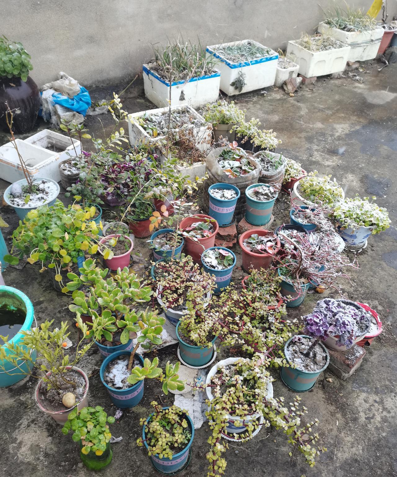 养花人四大贱、爱浇水爱施肥爱折腾爱搬来搬去，花卉不可以天天搬来搬去，这样花卉容易