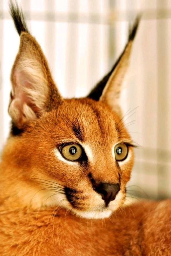 狞猫是食肉目的小型猫科动物，以其独特的形态和野性行为著称。狞猫体长60-92厘