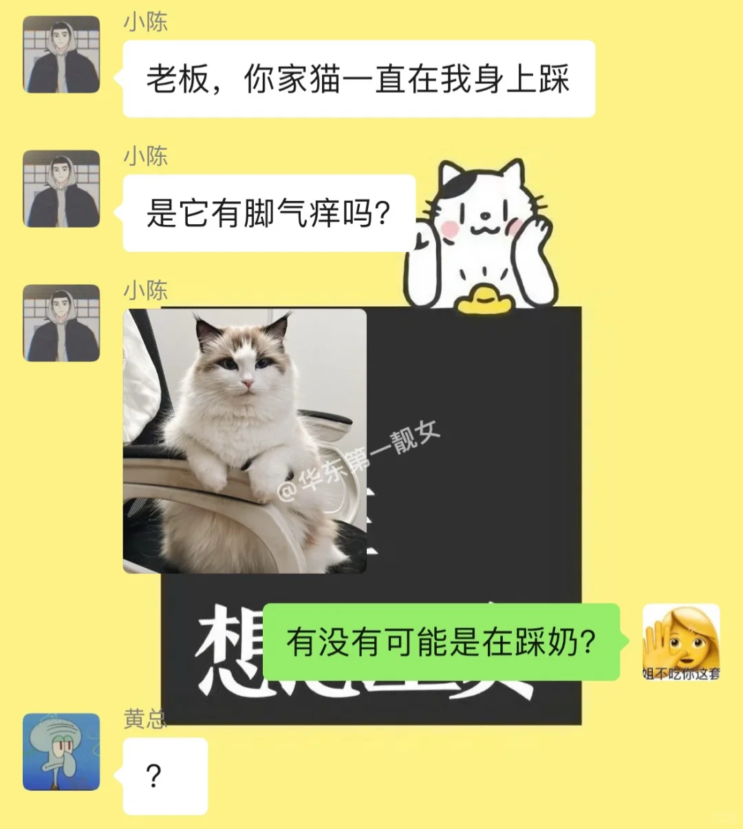 当我老板把猫养在公司