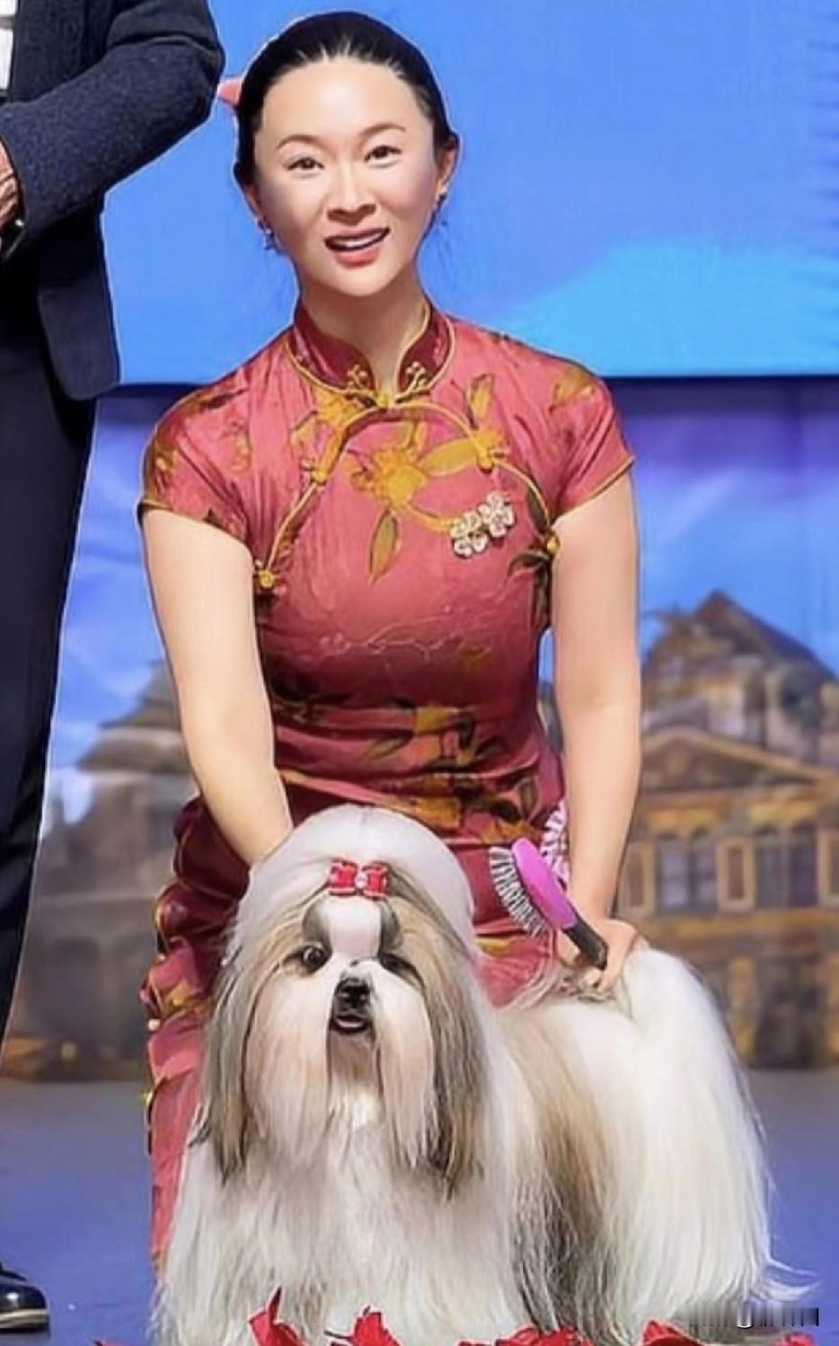 恭喜霍思燕，带着她泰国繁育的西施犬Radiancestarlightsky在