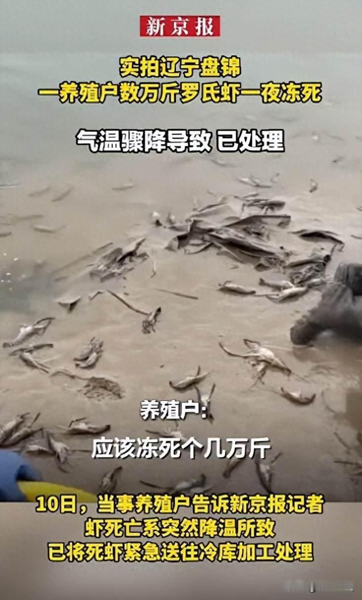 一夜数万斤虾冻死，养殖户哭着找冷库，谁来兜底？辽宁盘锦有个养罗氏虾的农户，1