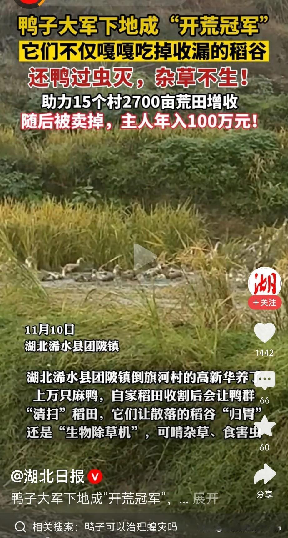 生态农业真香谁说农田里的“员工”只能面朝黄土背朝天？湖北浠水县有位高新华老板