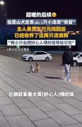 大团圆结局！山东烟台，救了5万伯恩山犬的流浪狗狗小白和小黄被收养了，是伯恩山犬的