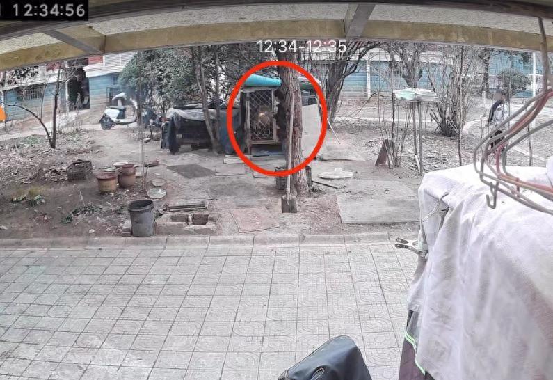 “不接受私了！”江苏连云港，一女子养了一条萨摩耶，平时都是放在小区的笼子里，可前