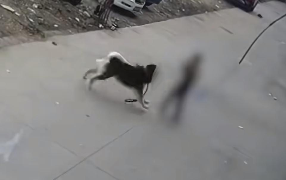烈犬多次伤人，养狗人却放任不管，最终酿成悲剧，有路人经过被咬死，事后养狗人却辩解