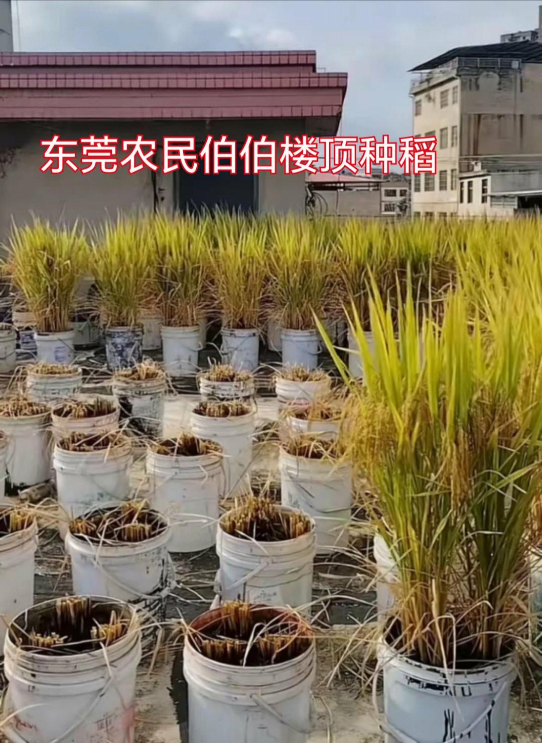 真不是为了这点稻子，就是一个老农民的念想。东莞农民伯伯住进了楼房，稻田成了厂房，