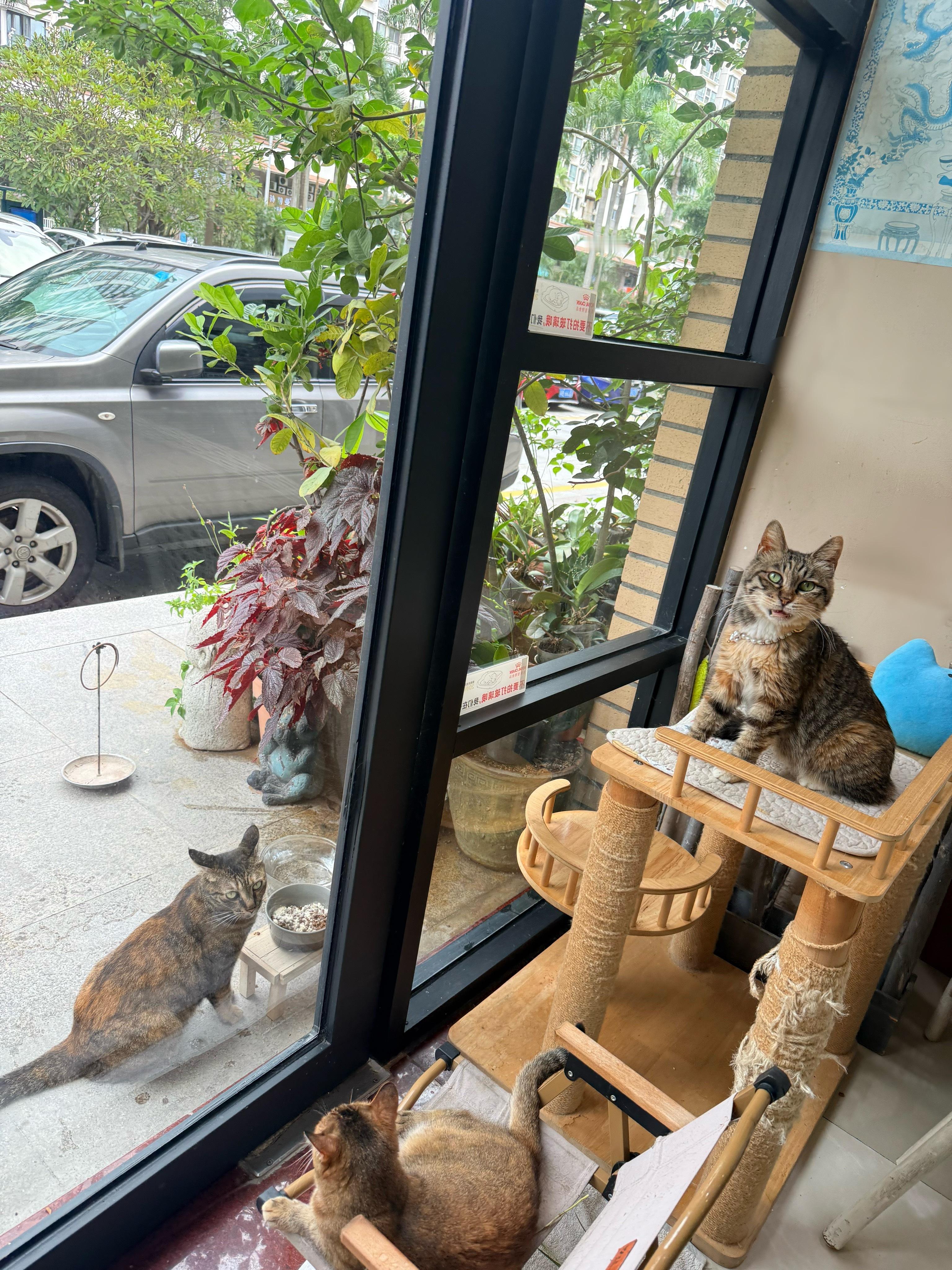 芭比，麻雀来吃饭了，快给她开罐头猫咪流浪猫深圳