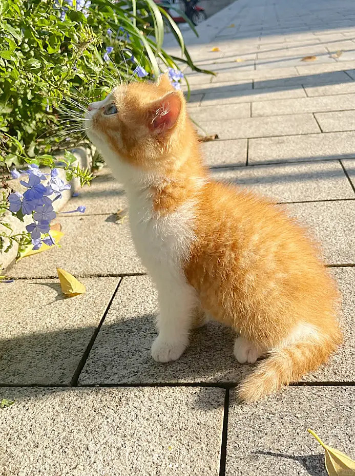 好漂亮的猫咪！