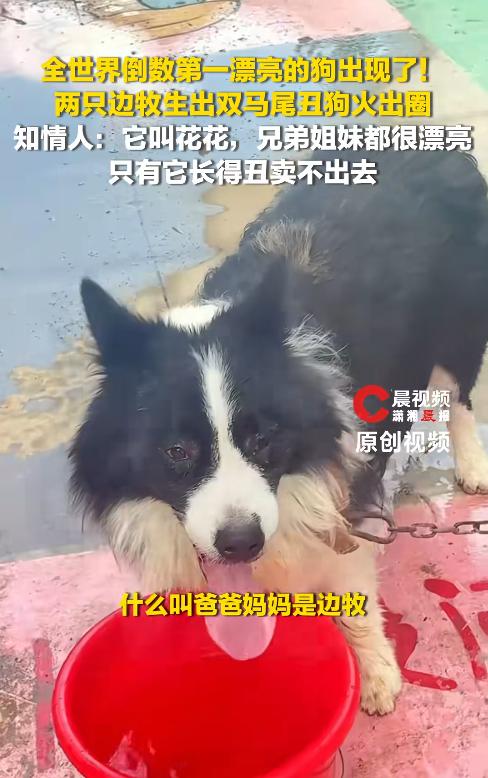 “太搞笑了！”北京一网友晒出自家小狗，称它因为长得太有特点，一直没人愿意买，只能