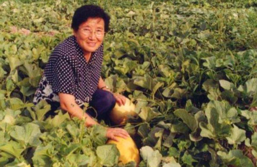 1984年，一位中央领导赴新疆鄯善考察，在品尝当地农科所新培育的哈密瓜时，连声称