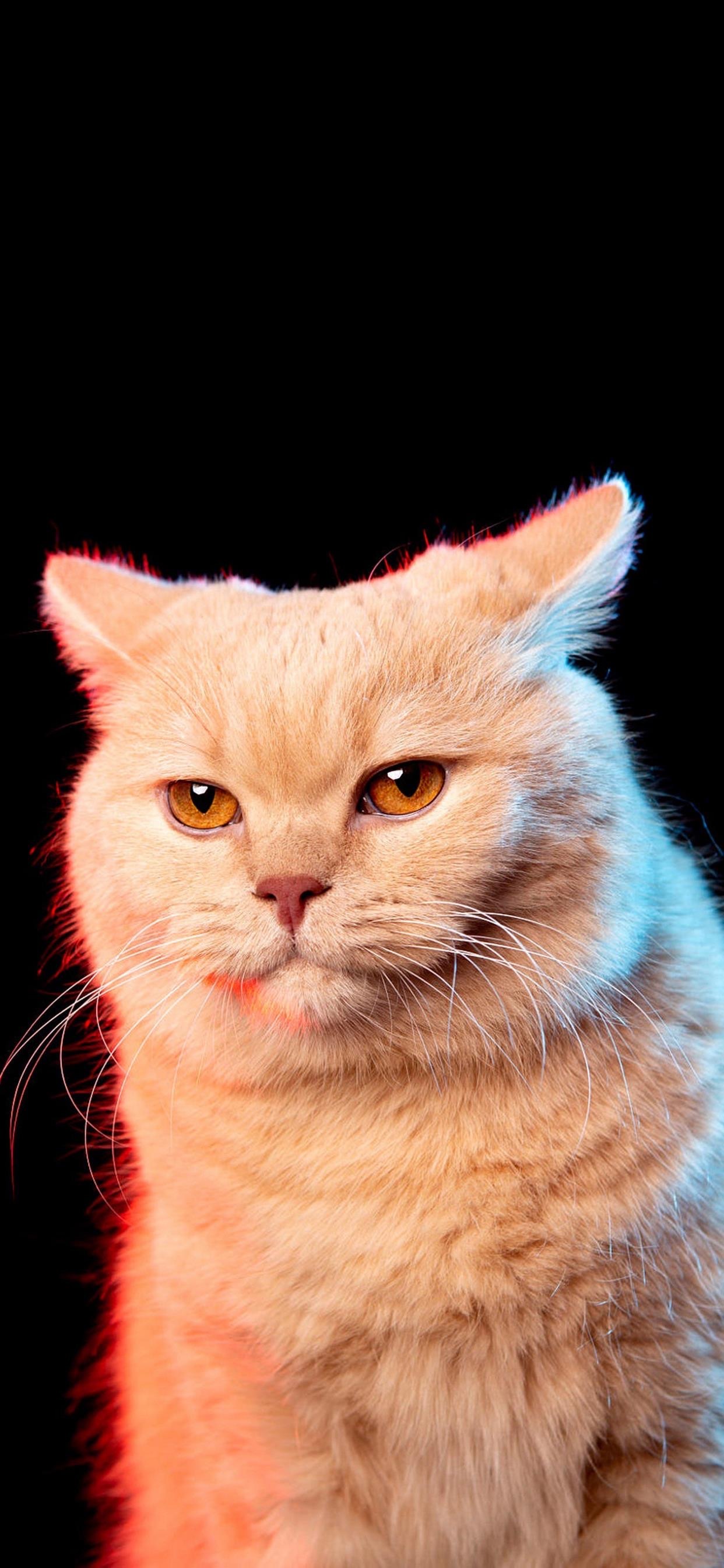 喵星人🐱