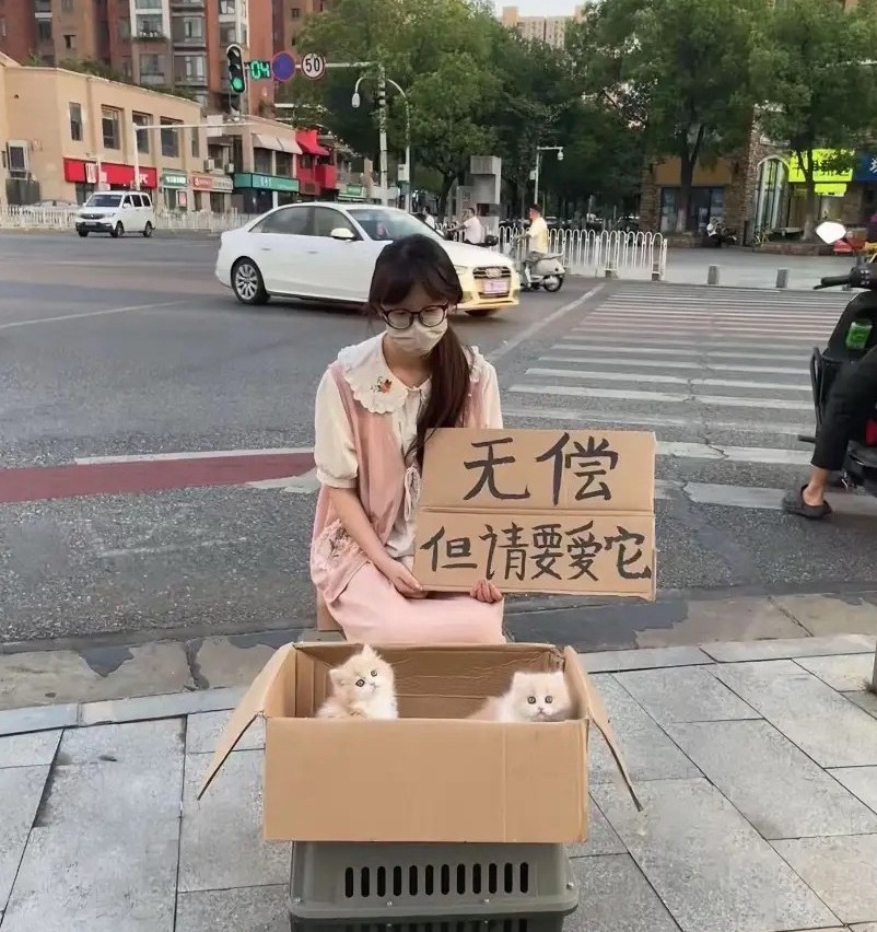 满满的套路！路过郑州一个路口，看到美女免费送的两只猫挺可爱的，就随便问了几句，虽