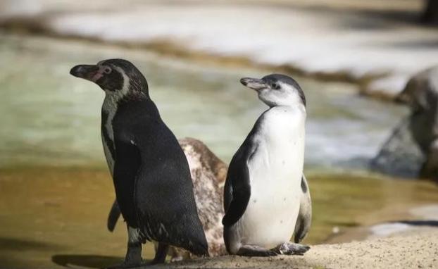 南极有1.2亿只企鹅，每天排便4800吨，可南极依旧干净得很。这是为啥呢？原来企
