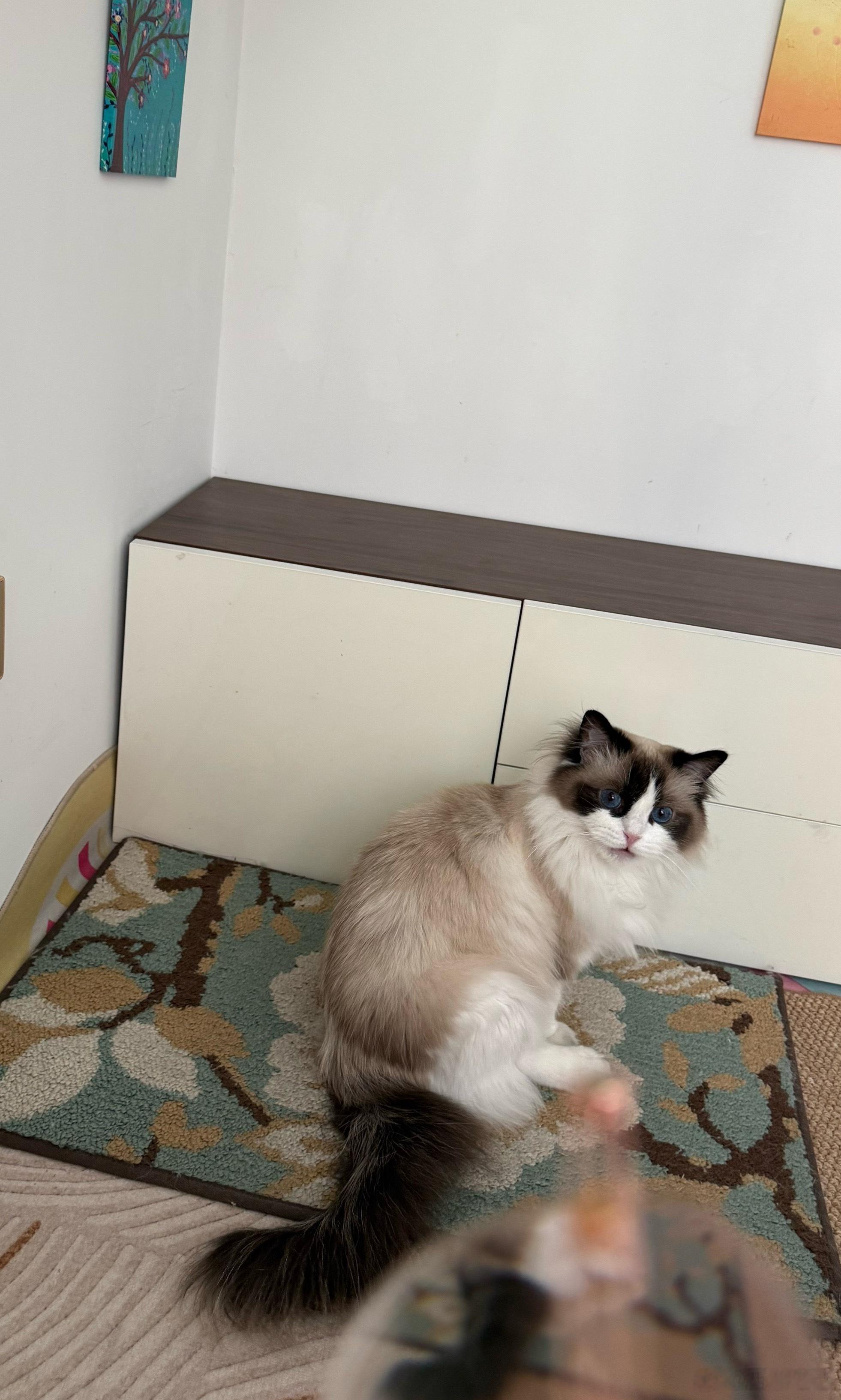 用了三年的猫开始卡顿了终于看清了漫漫的长相了萌宠天团