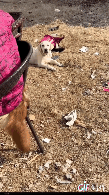 狗子：我怀疑你在针对我，但我没有证据……你给我解释清楚！