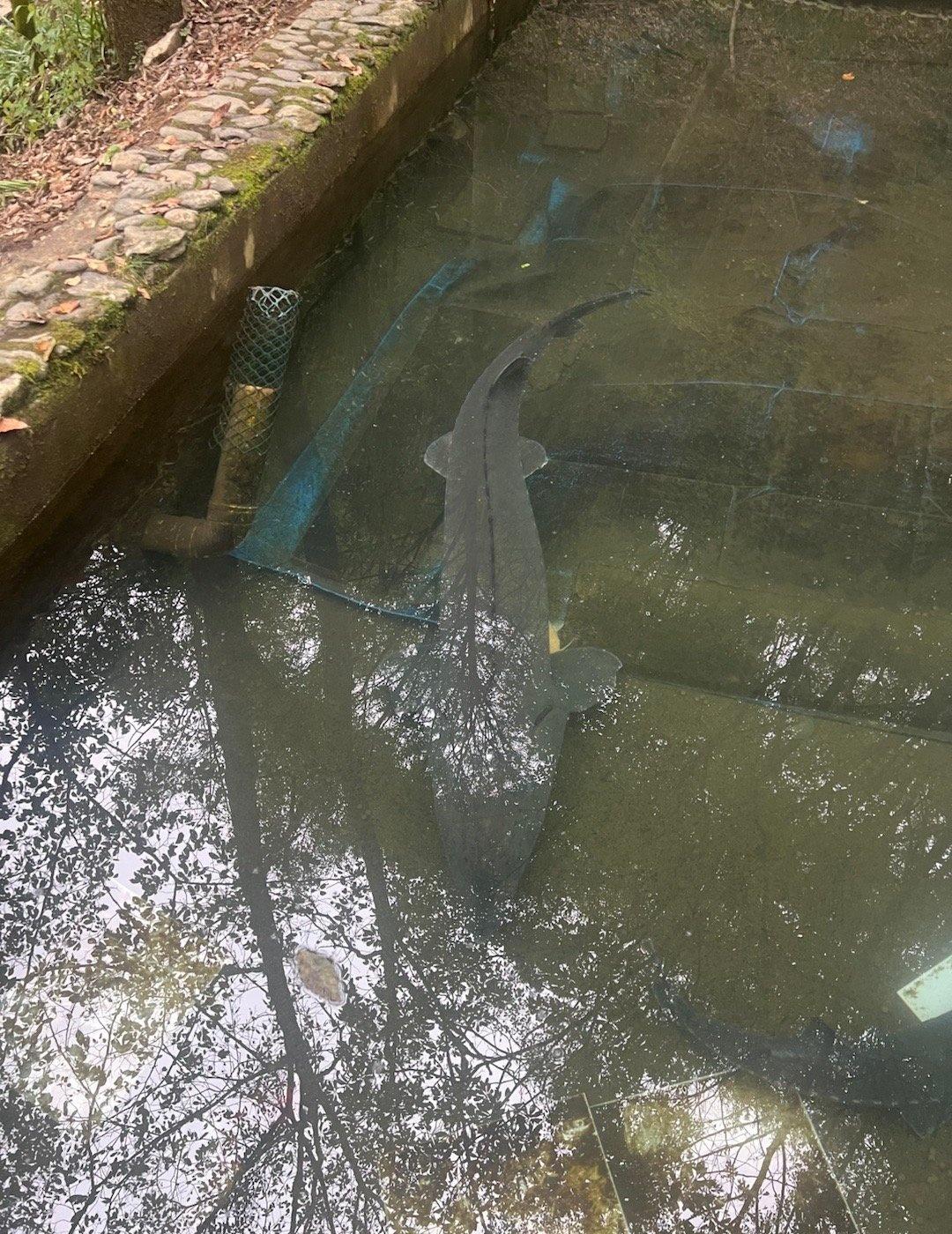 追风行者10月自驾神农架队车友们来到神农架官门山景区，在木鱼镇旁，藏着一本打开的